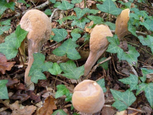 Clavariadelphus fistulosus